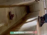 The girl defecated heavily in the toilet 2